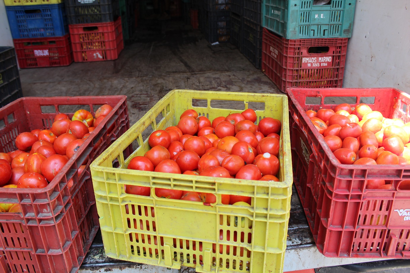 Distribuídos 700 kg de hortifrútis para instituições