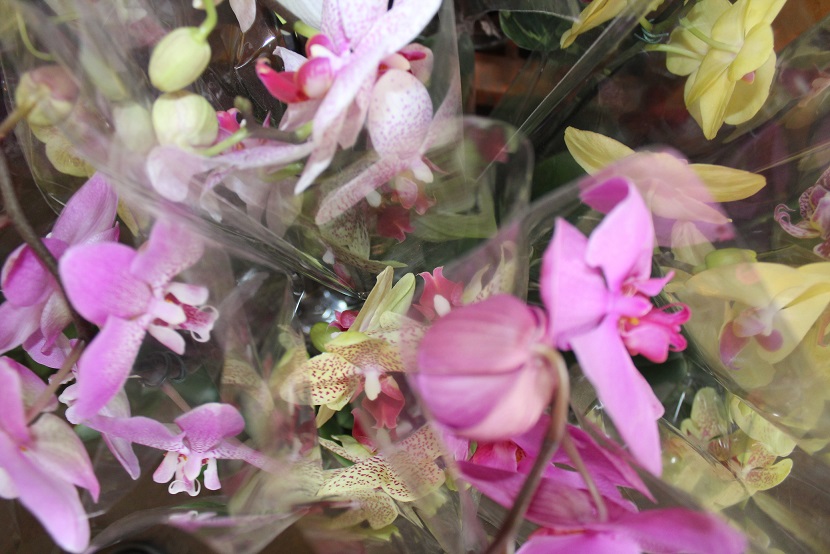Consulte o preço das flores no site - CEASA