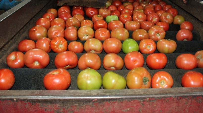 Seleção de hortifrútis para comercialização